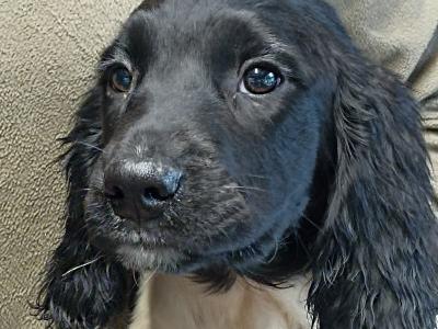 IKC Registered Springer Spaniel puppies in Laois