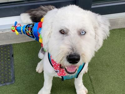 Purebred Old English Sheepdog for Stud in Cavan