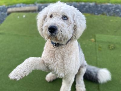 Purebred Old English Sheepdog for Stud in Cavan
