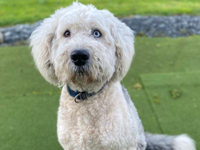Purebred Old English Sheepdog for Stud in Cavan
