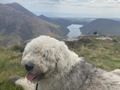 Purebred Old English Sheepdog for Stud in Cavan