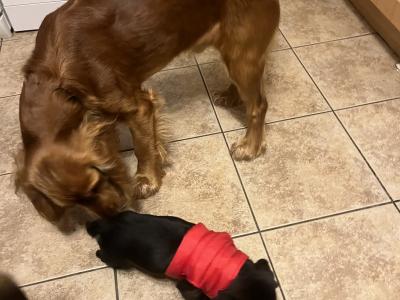 Cocker Spaniel x Terrier puppies in Galway