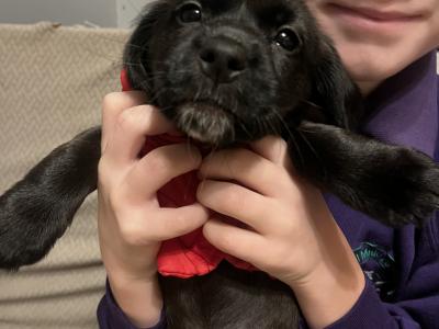 Cocker Spaniel x Terrier puppies in Galway