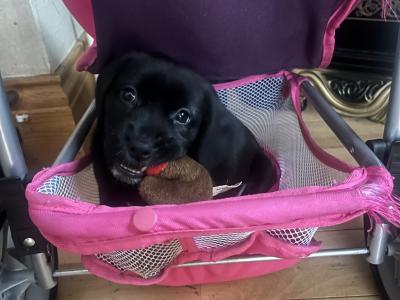 Cocker Spaniel x Terrier puppies in Galway