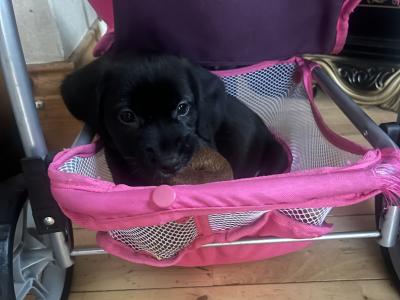 Cocker Spaniel x Terrier puppies in Galway