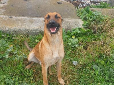 1 year old male Belgian Shepherd puppy in Galway