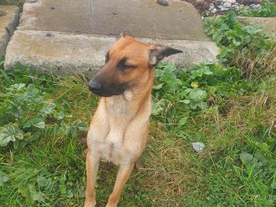 1 year old male Belgian Shepherd puppy in Galway