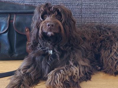 Gentle & affectionate Cockapoo available for stud