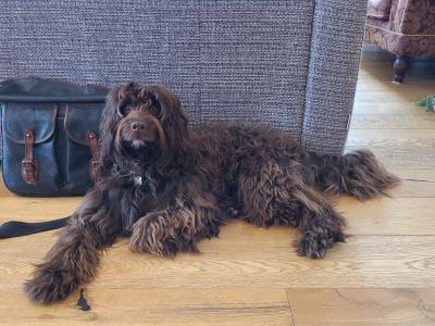 Cockapoo for stud