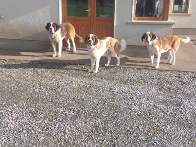Pedigree Saint Bernard puppies in Roscommon