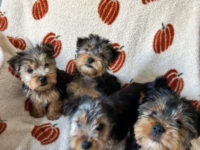Yorkshire Terrier puppies in Louth