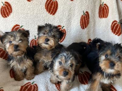 Yorkshire Terrier puppies in Louth