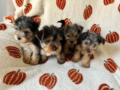 Yorkshire Terrier puppies in Louth
