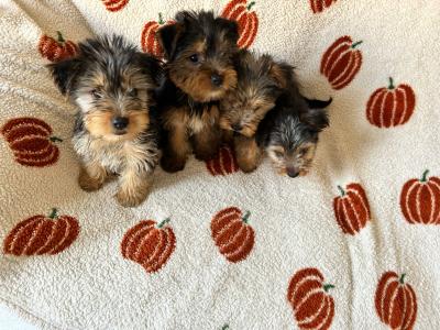 Yorkshire Terrier puppies in Louth