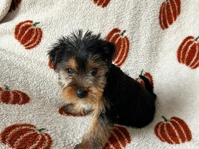 Yorkshire Terrier puppies in Louth