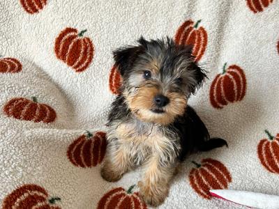 Yorkshire Terrier puppies in Louth