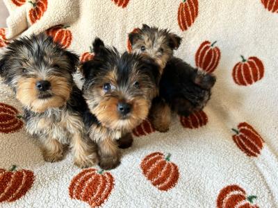 Yorkshire Terrier puppies in Louth
