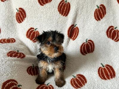 Yorkshire Terrier puppies in Louth