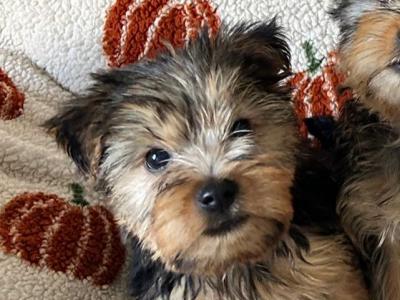 Yorkshire Terrier puppies in Louth