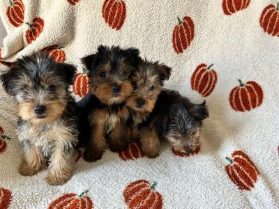 Yorkshire Terrier puppies in Louth