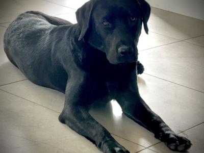 Labrador puppies for sale in Sligo