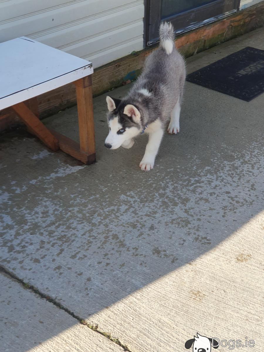 Beautiful Purebred Siberian Husky puppy months old 💕 in Wexford