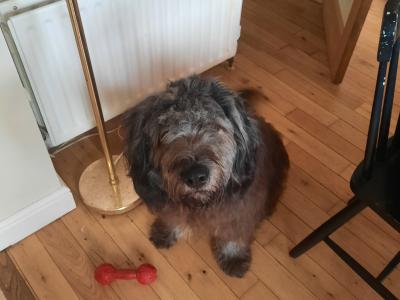 **REHOMED, VISIT TO NEW HOME PENDING**Male Old English x Catalan Sheepdogt.