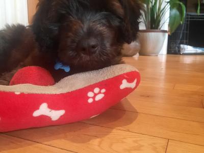 **REHOMED, VISIT TO NEW HOME PENDING**Male Old English x Catalan Sheepdogt.