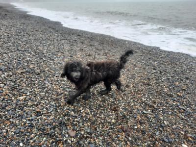 **REHOMED, VISIT TO NEW HOME PENDING**Male Old English x Catalan Sheepdogt.