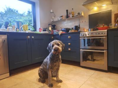 **REHOMED, VISIT TO NEW HOME PENDING**Male Old English x Catalan Sheepdogt.