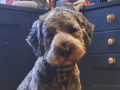 **REHOMED, VISIT TO NEW HOME PENDING**Male Old English x Catalan Sheepdogt.