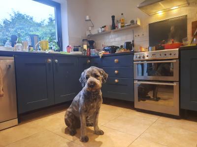 **REHOMED, VISIT TO NEW HOME PENDING**Male Old English x Catalan Sheepdogt.