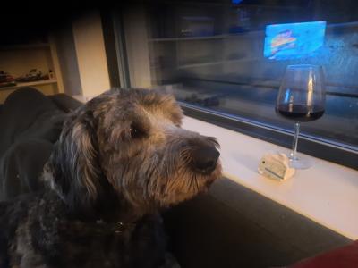 **REHOMED, VISIT TO NEW HOME PENDING**Male Old English x Catalan Sheepdogt.