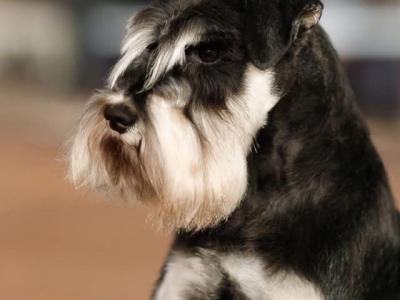 IKC Registered Miniature Schnauzer in Greystones