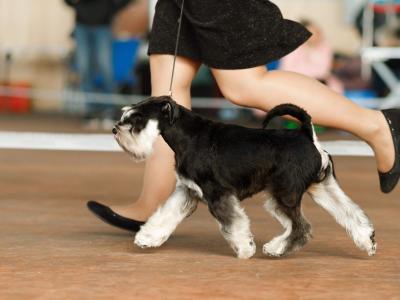 IKC Registered Miniature Schnauzer in Greystones