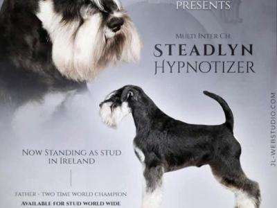 IKC Registered Miniature Schnauzer in Greystones
