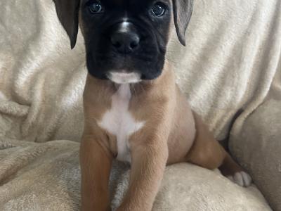 Male Boxer puppies IKC Registered(pending) in Galway