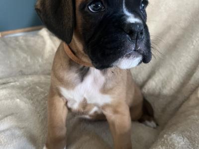 Male Boxer puppies IKC Registered(pending) in Galway