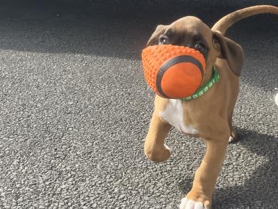 Male Boxer puppies IKC Registered(pending) in Galway