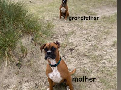 Male Boxer puppies IKC Registered(pending) in Galway