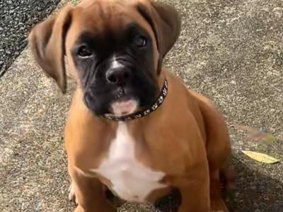 Male Boxer puppies IKC Registered(pending) in Galway