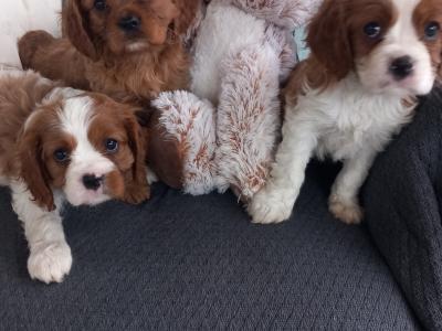 Cavalier King Charles puppies in Kerry