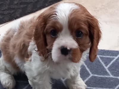 Cavalier King Charles puppies in Kerry