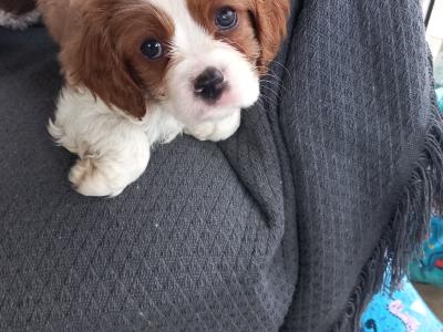 Cavalier King Charles puppies in Kerry