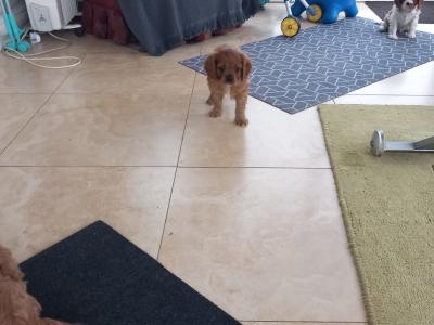 Cavalier King Charles puppies in Kerry
