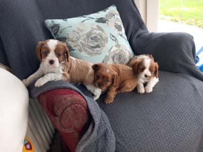 Cavalier King Charles puppies in Kerry