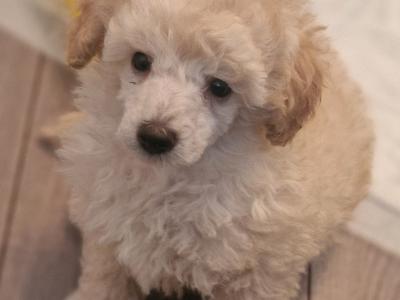 IKC Registered Toy Poodle puppies in Cork