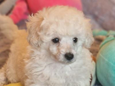 IKC Registered Toy Poodle puppies in Cork