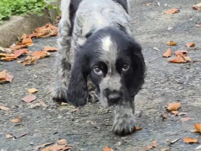 Beautiful IKC Registered Cocker Spaniel puppies in Galway