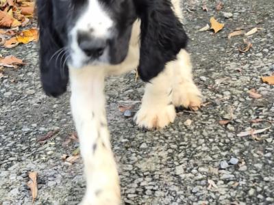 Beautiful IKC Registered Cocker Spaniel puppies in Galway